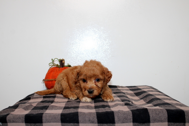 puppy, for, sale, Mini Golden Doodle F2B, Matthew B. Stoltzfus, dog, breeder, Gap, PA, dog-breeder, puppy-for-sale, forsale, nearby, find, puppyfind, locator, puppylocator, aca